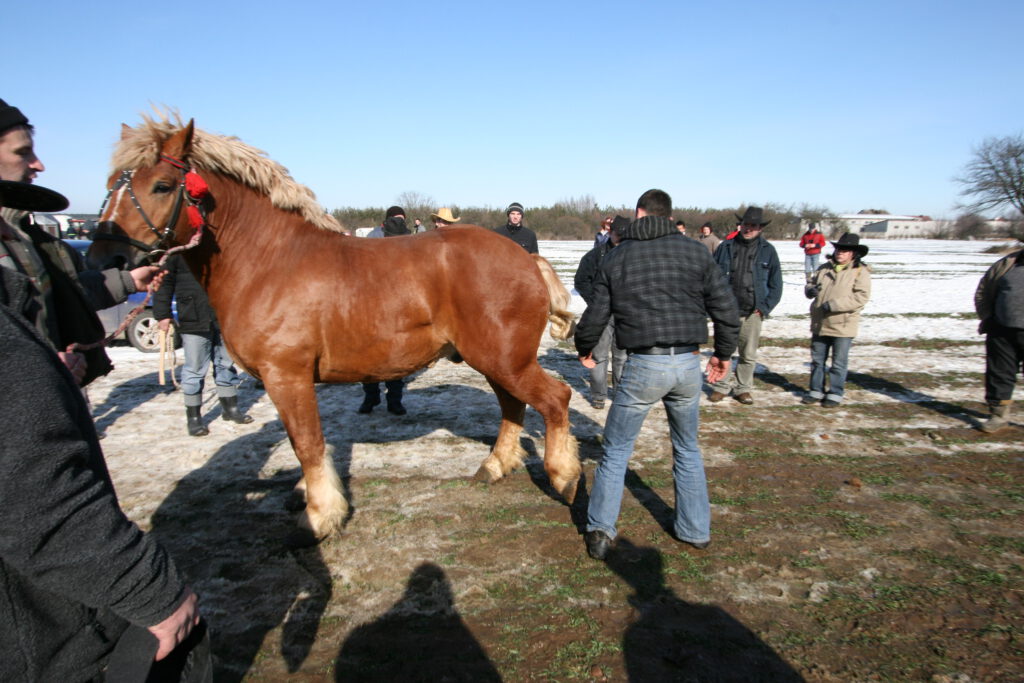 Skaryszewski Jarmark Koński
