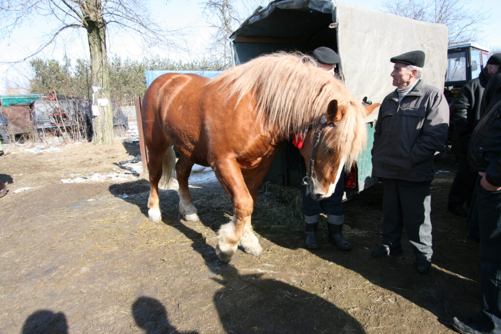Skaryszewski Jarmark Koński