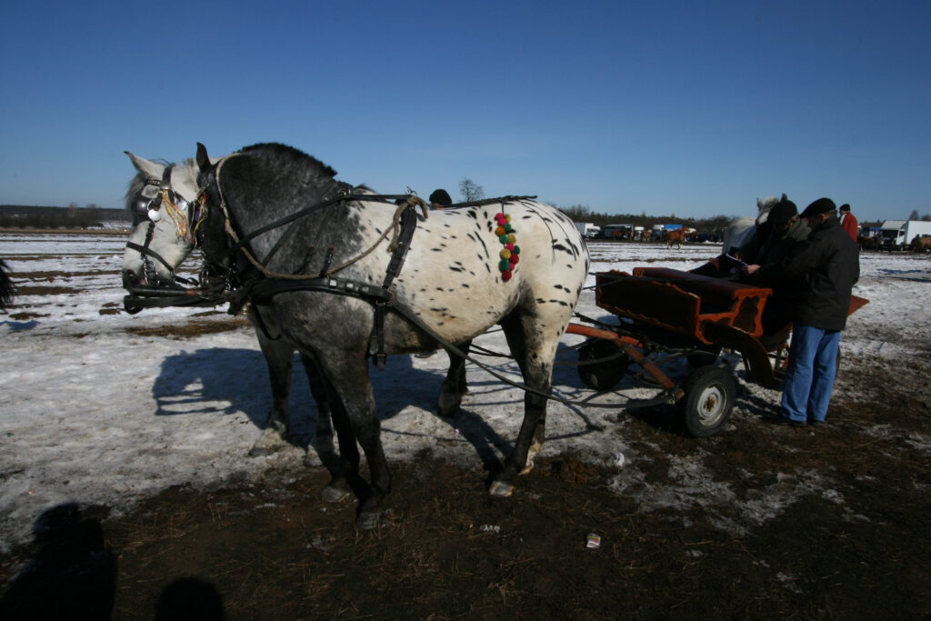 Skaryszewski Jarmark Koński